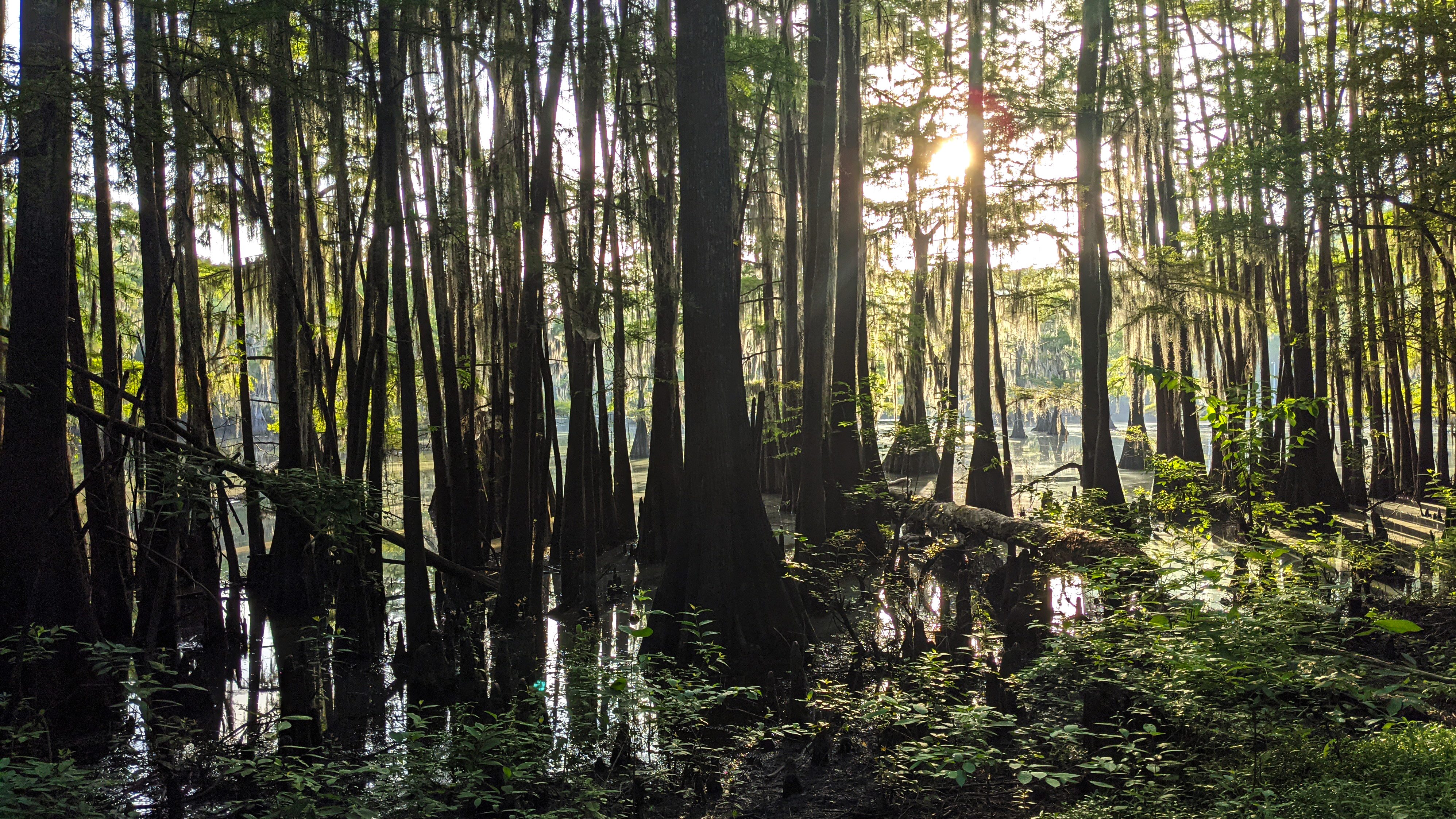 Caddo Lake State Park