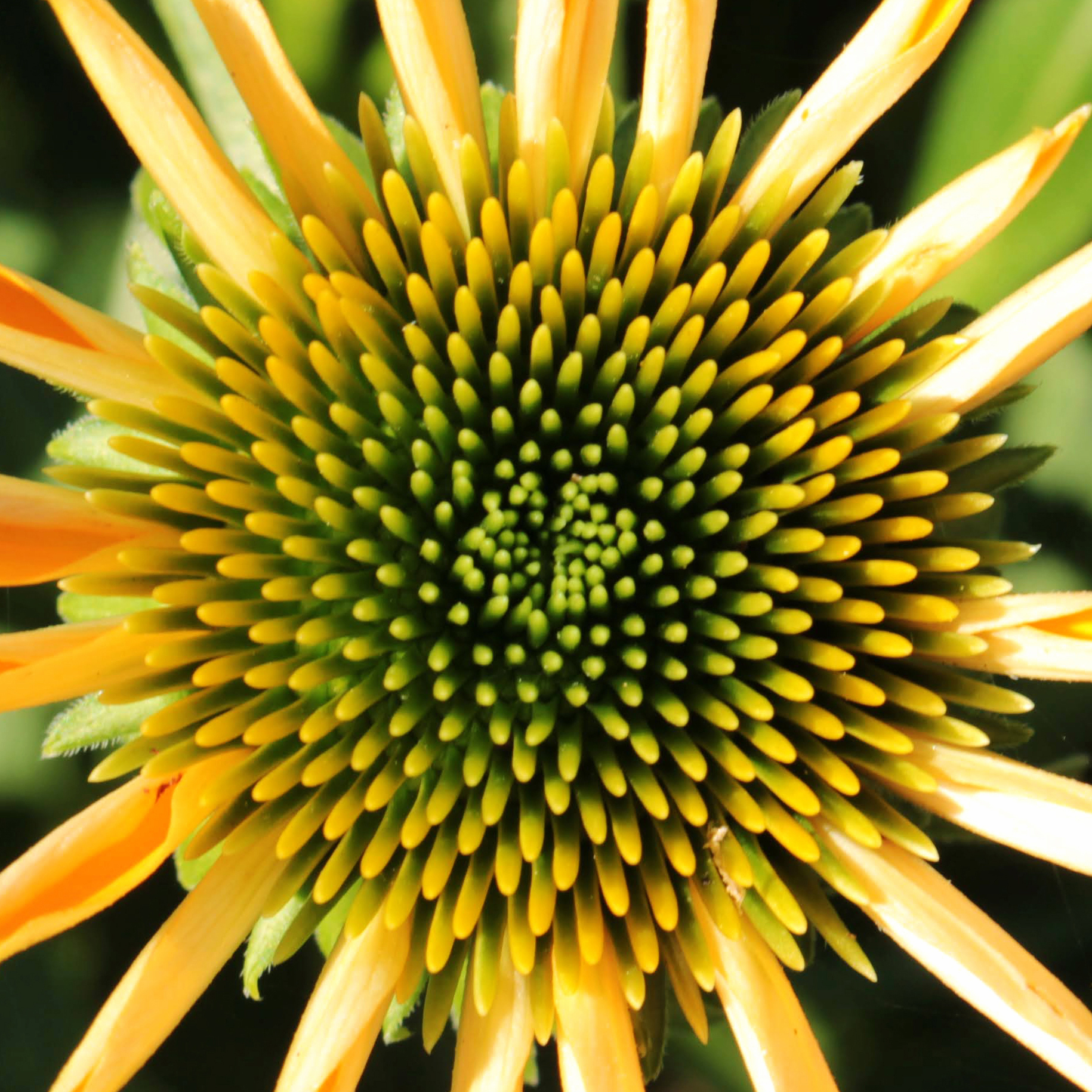 Coneflower