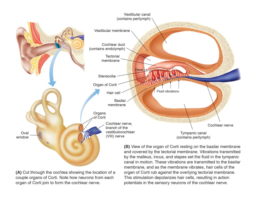Cochlea and the Organ of Corti by Suzannah Alexander