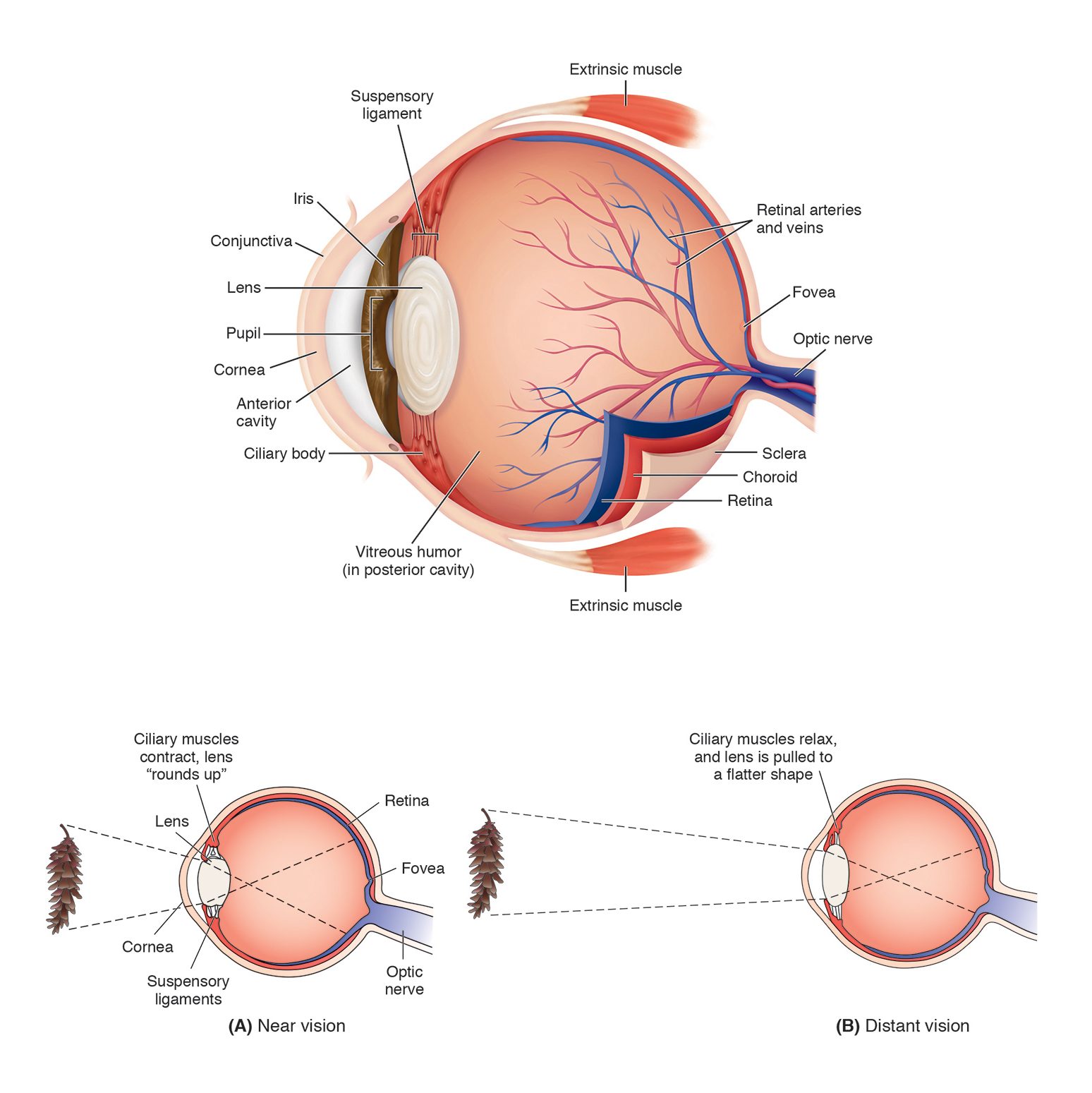 Structure of the Human Eye and Accommodation by Suzannah Alexander