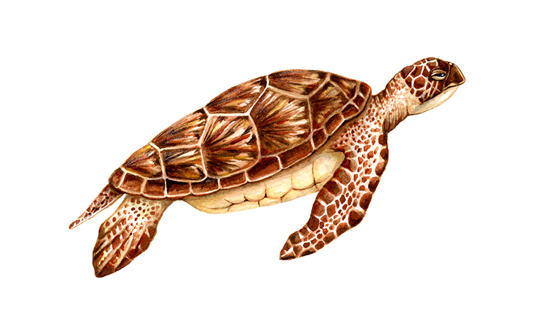 Green Sea Turtle by Suzannah Alexander