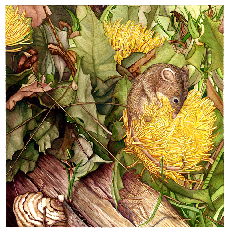 Honey Possum in Dryandra by Suzannah Alexander