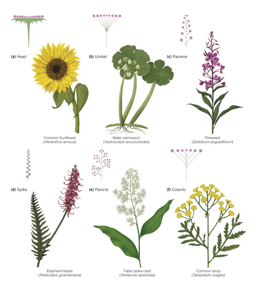 Inflorescences by Suzannah Alexander