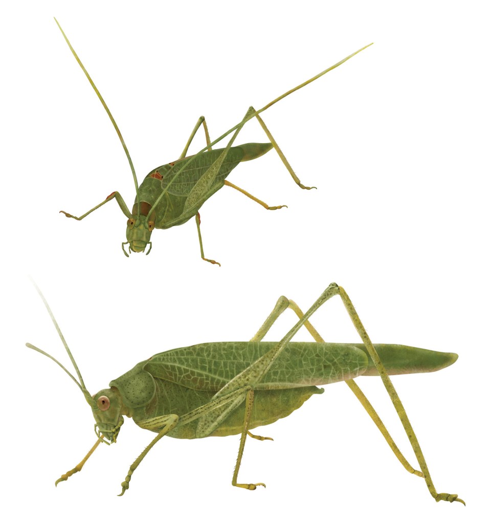 Katydid by Suzannah Alexander