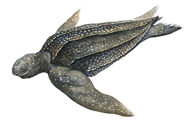 Leatherback Sea Turtle by Suzannah Alexander