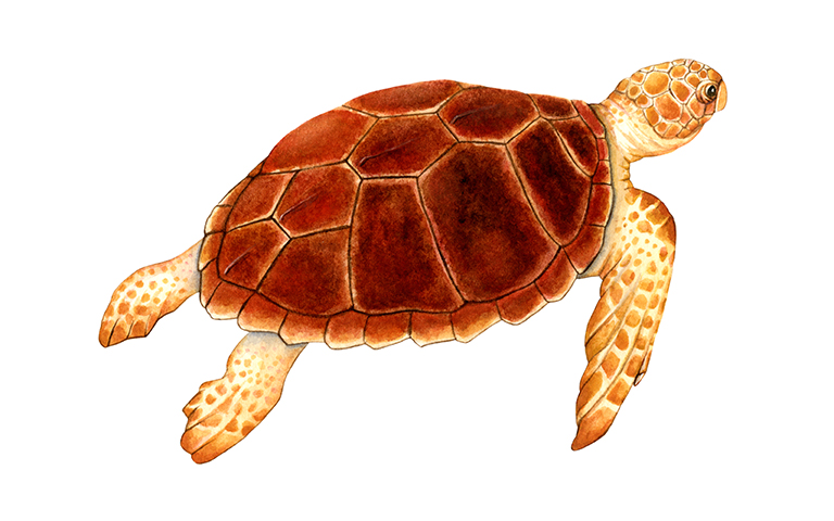 Loggerhead Sea Turtle by Suzannah Alexander