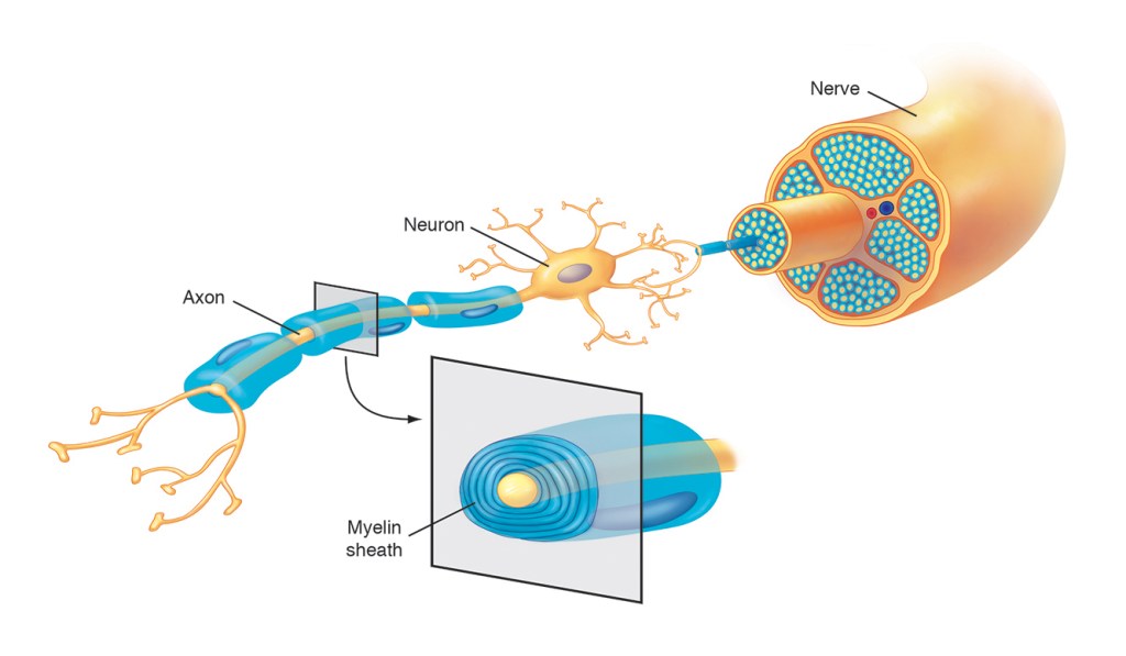 Neuron Structure by Suzannah Alexander