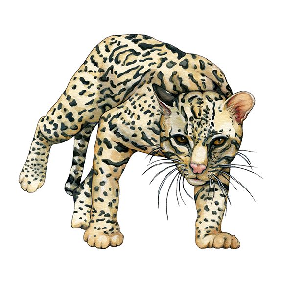 Ocelot by Suzannah Alexander