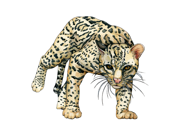 Ocelot by Suzannah Alexander