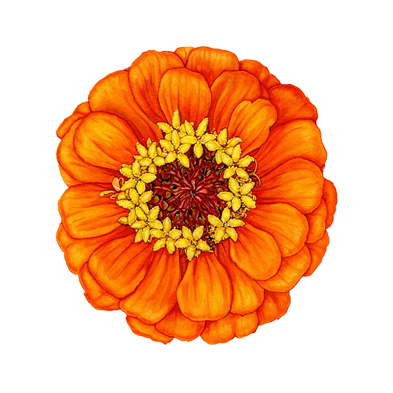 Zinnia in Orange by Suzannah Alexander