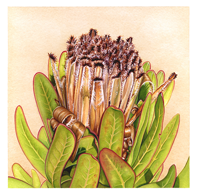 Protea in Autumn by Suzannah Alexander