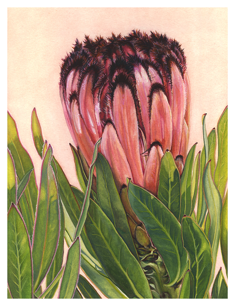 Protea in Bloom by Suzannah Alexander