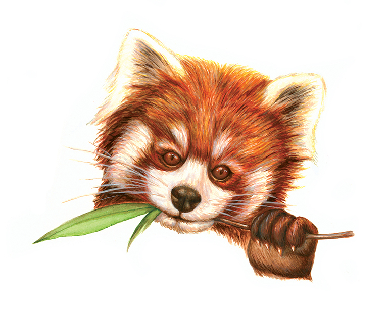 Red Panda by Suzannah Alexander