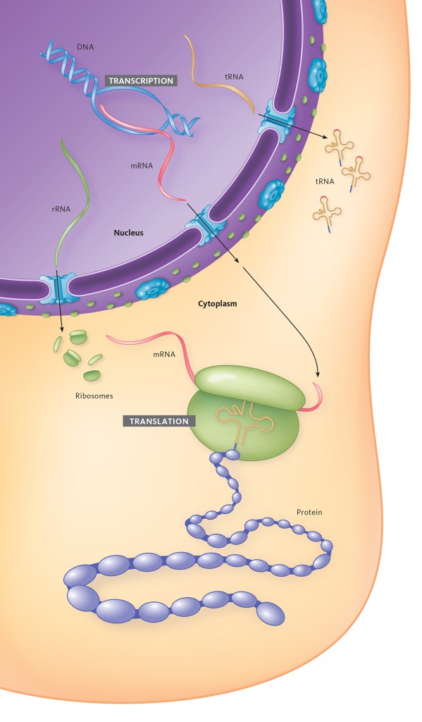 Transcription and Translation by Suzannah Alexander