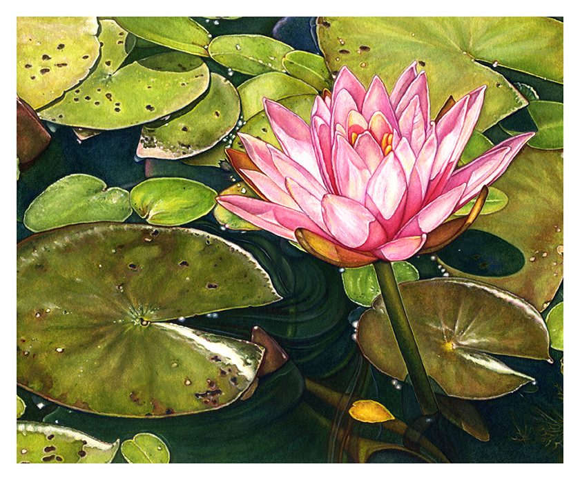 Water Lily at the Biltmore Gardens by Suzannah Alexander