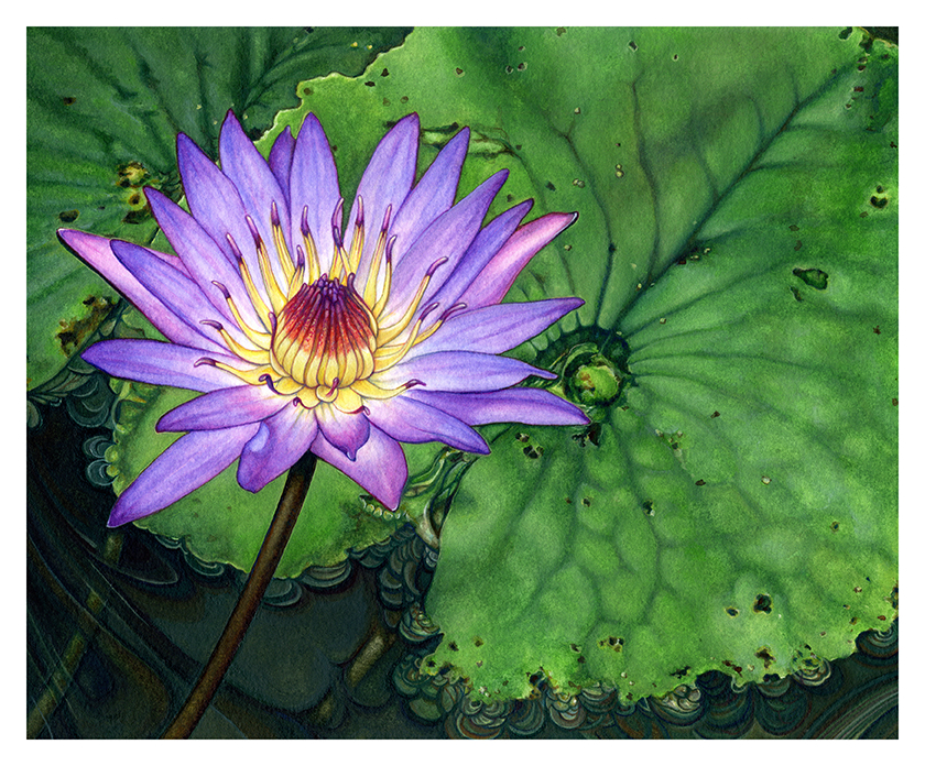 Water Lily at the Conservatory of Flowers by Suzannah Alexander